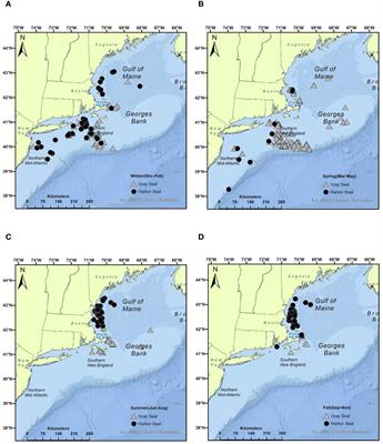 What bycatch tells us about the diet of harbor and gray seals and overlap with commercial fishermen